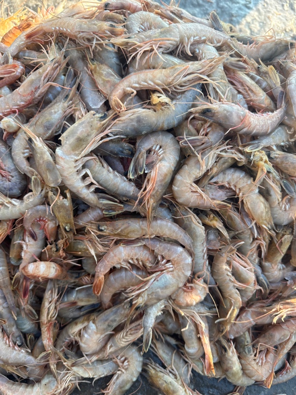 本地海捕蛎虾 5斤 顺丰包邮