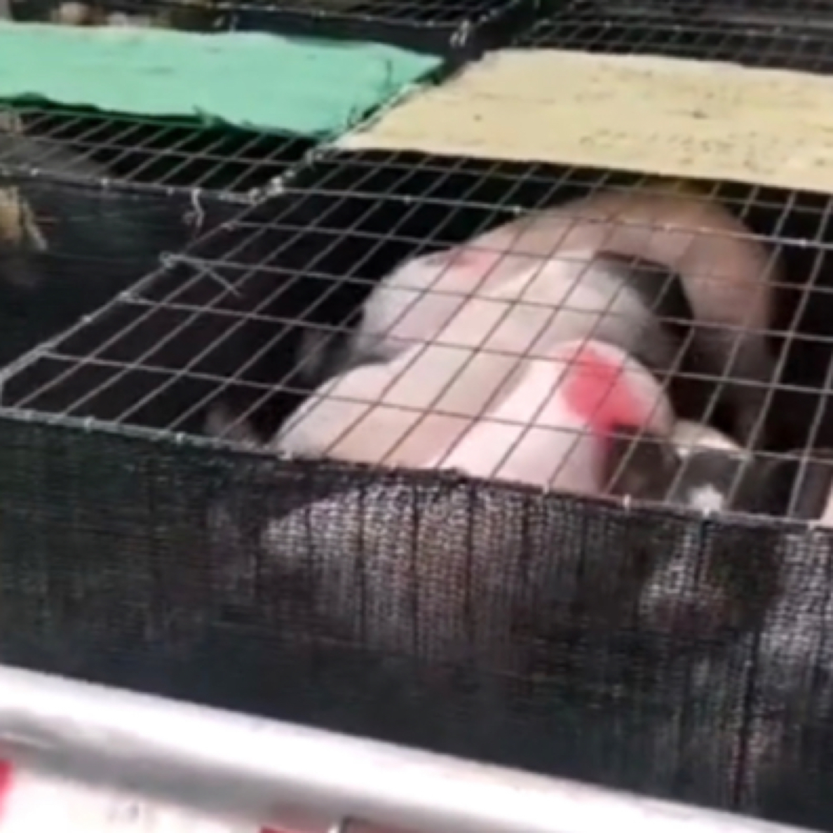 香猪发货运输笼具