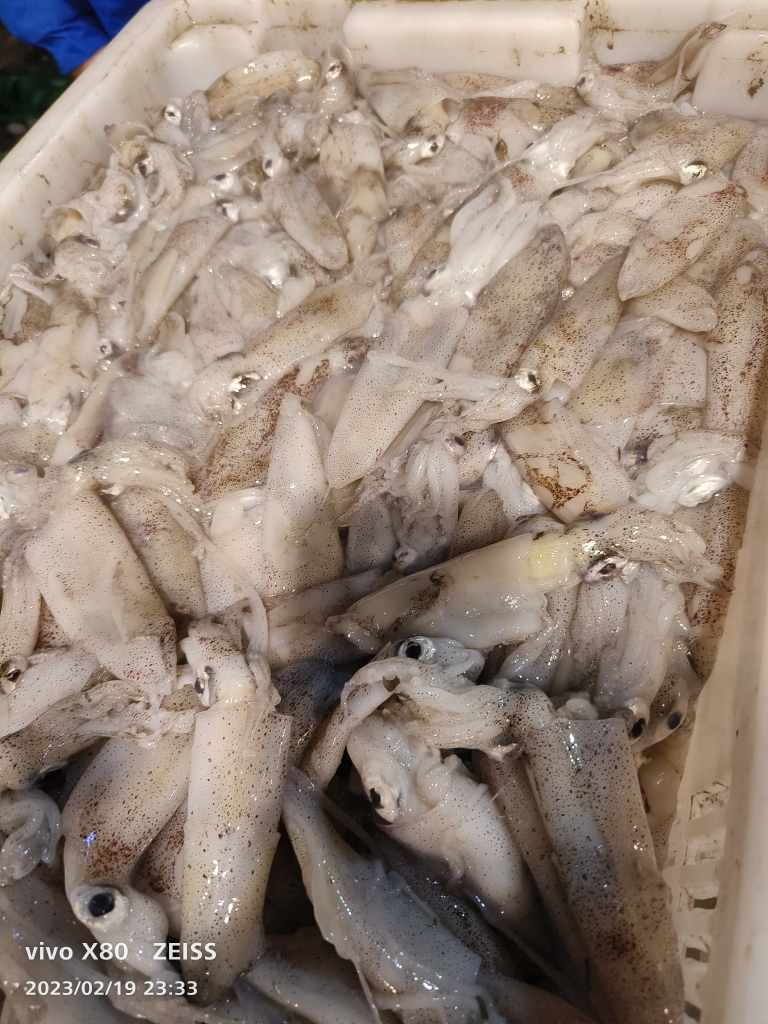 海鲜   新鲜海兔5斤包邮江苏省连云港发货