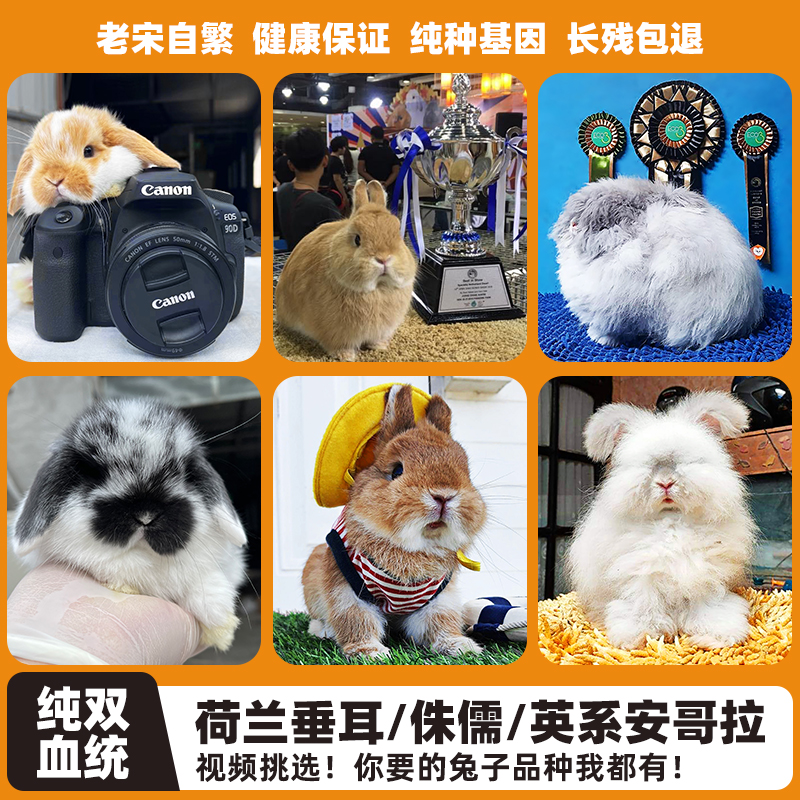 超萌好物一物一拍双血统宠物垂耳活物英系安哥拉侏儒盖脸猫猫兔子