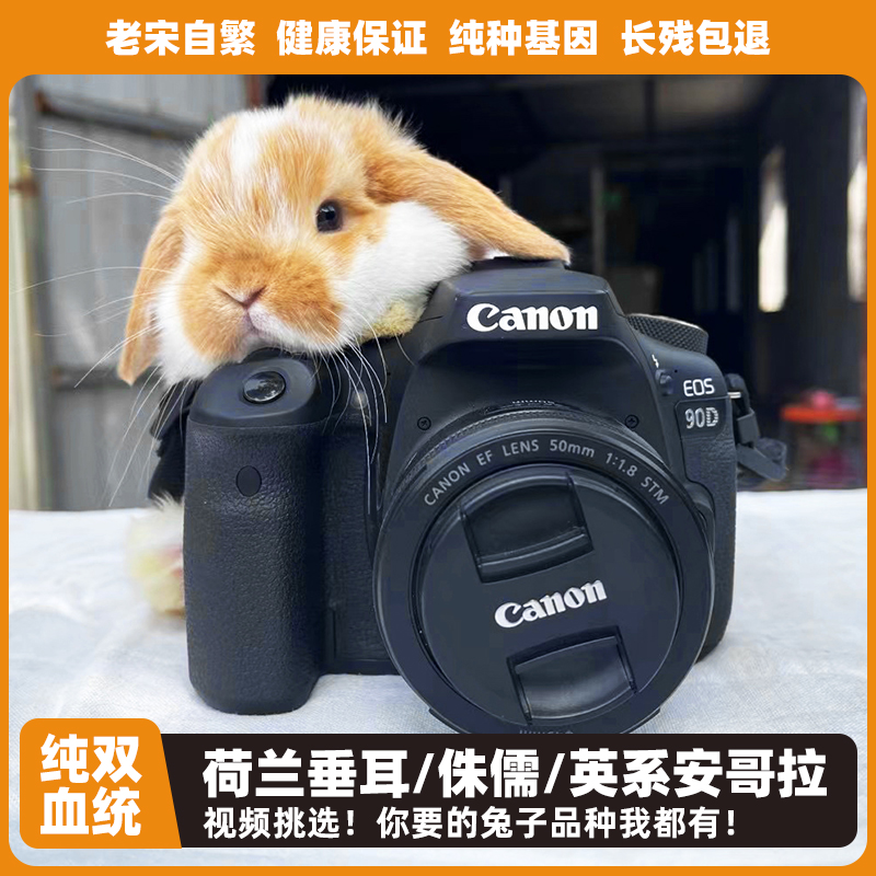 直播一物一拍宠物进口双血统荷兰垂耳兔侏儒兔安哥拉盖脸猫猫兔子