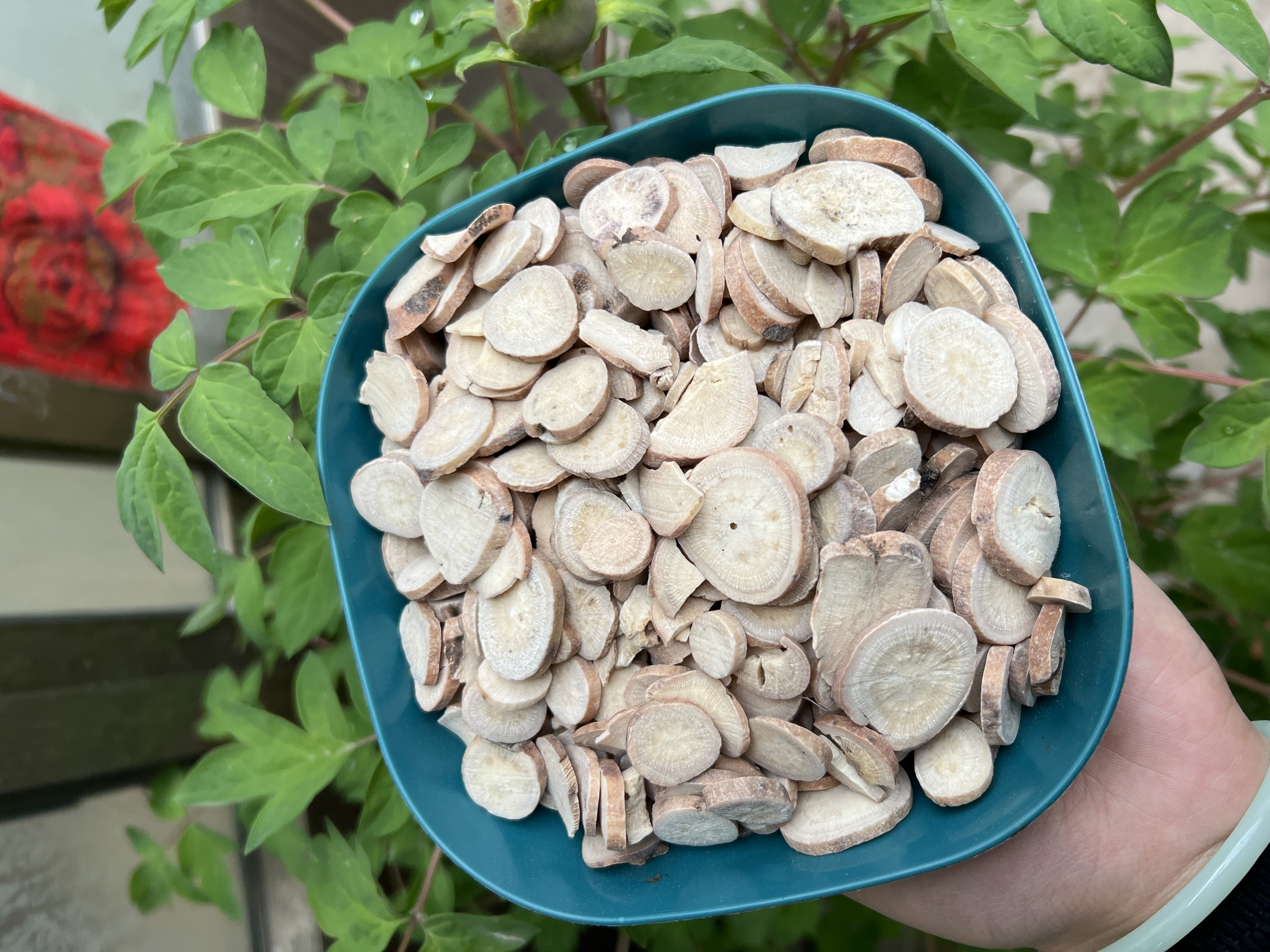 甘肃野外采挖白芍切片500克包邮