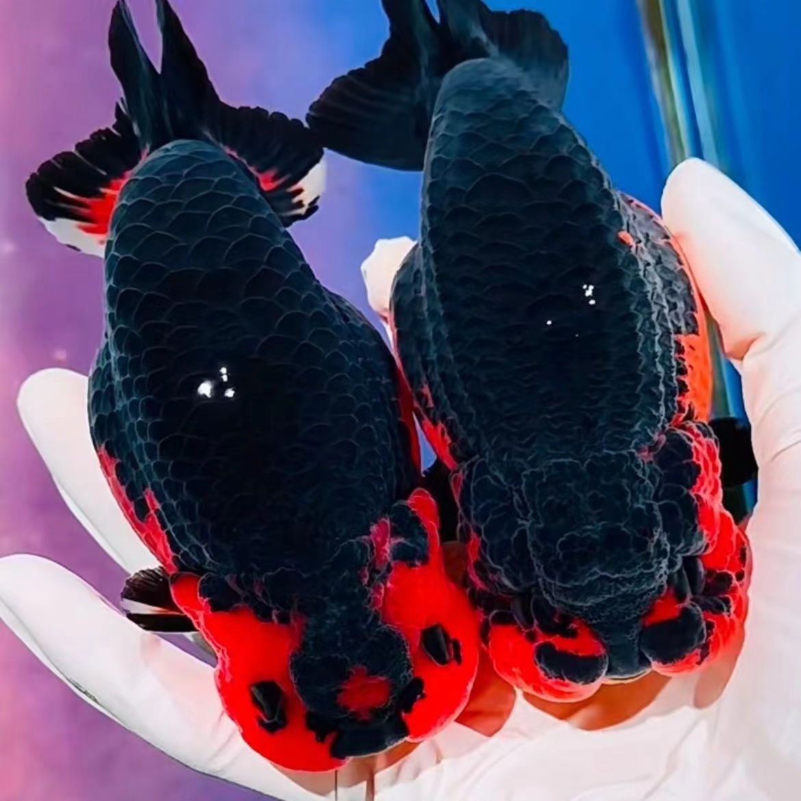 兰寿玛丽鱼苗，实物以直播间为准