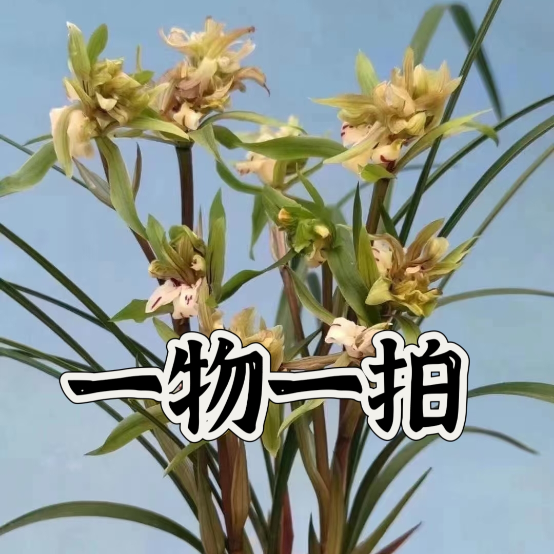 兰花直播选苗链接(小黄车专用，自行下单随机发货