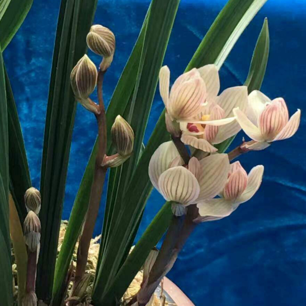 保山莲瓣兰昆华荷