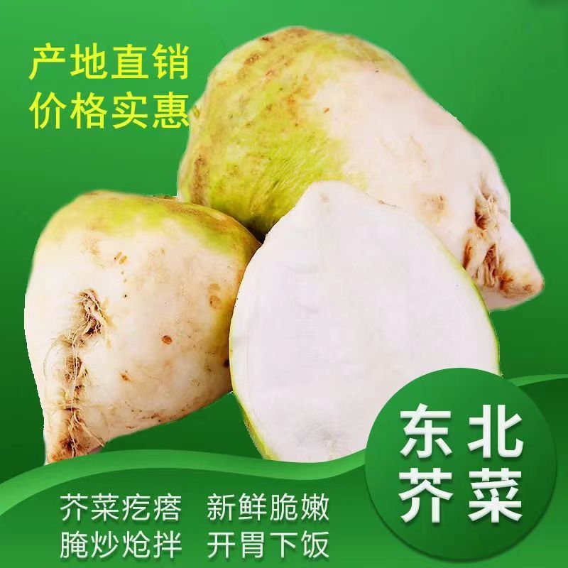 东北黑龙江农家小菜园新鲜芥菜疙瘩 现挖现发 4.5-5斤
