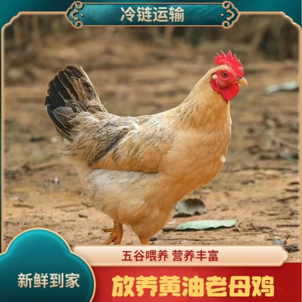 【大丰家】林间放养2年黄油老母鸡   拍一发三  净重共6斤
