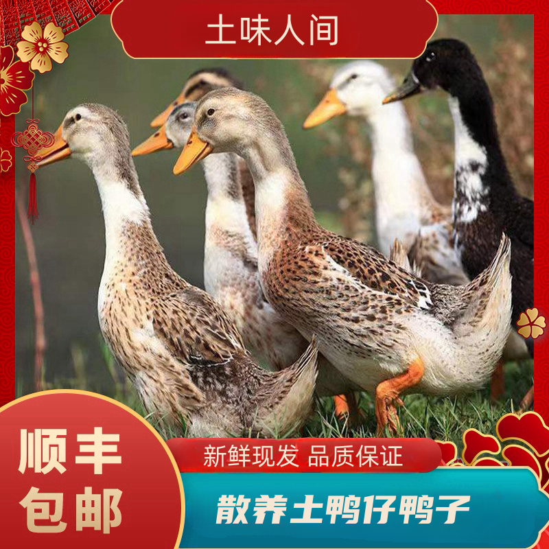 【明哥家】肉质鲜嫩 土鸭仔鸭子 拍1发3只 净重单只2斤3只6-6.5斤