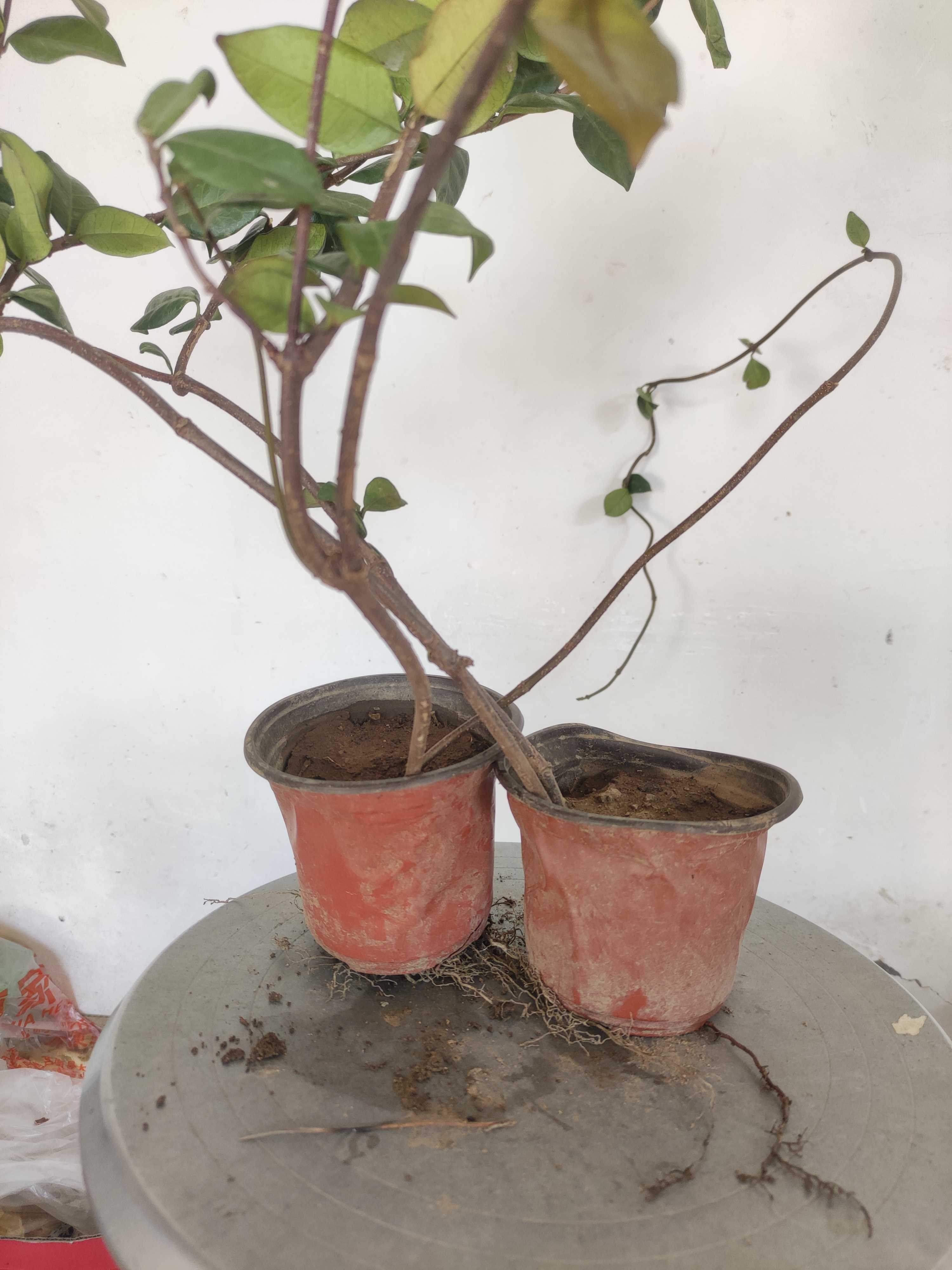 络石两棵小苗带营养杯发货