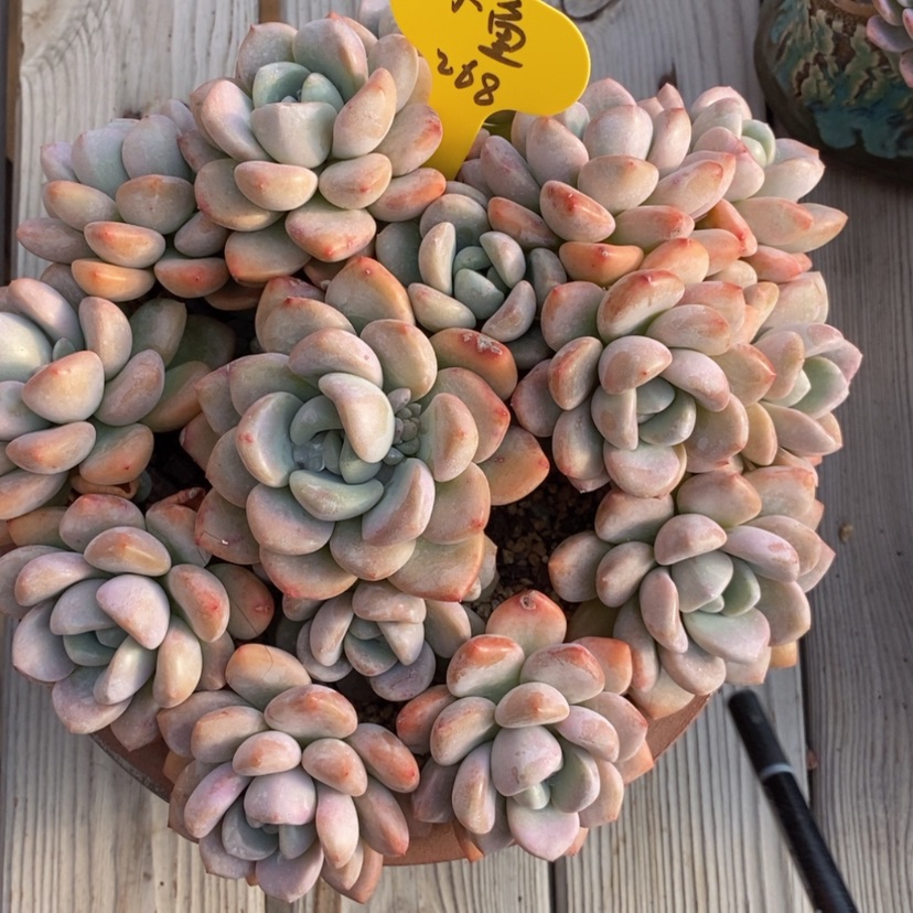 【闪购商品】小**乖白鹭