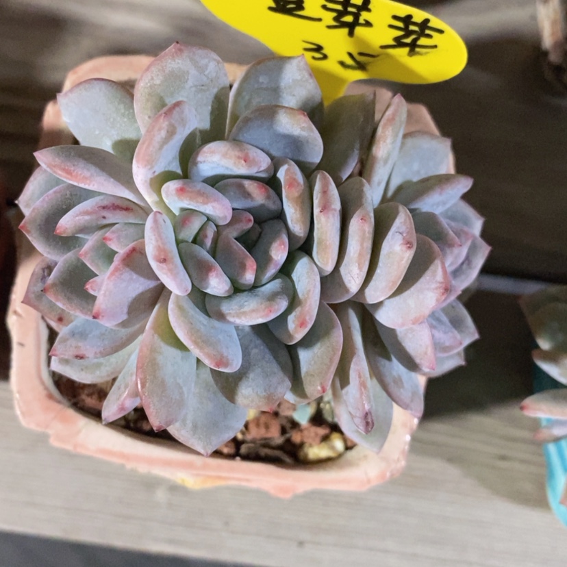 【闪购商品】豆*芽星影