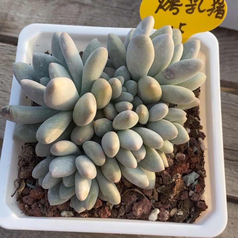 【闪购商品】烤**?香水