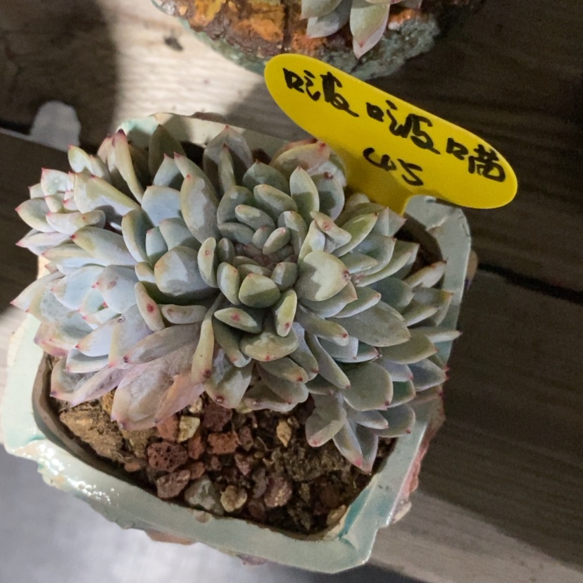 【闪购商品】啵**?星影缀