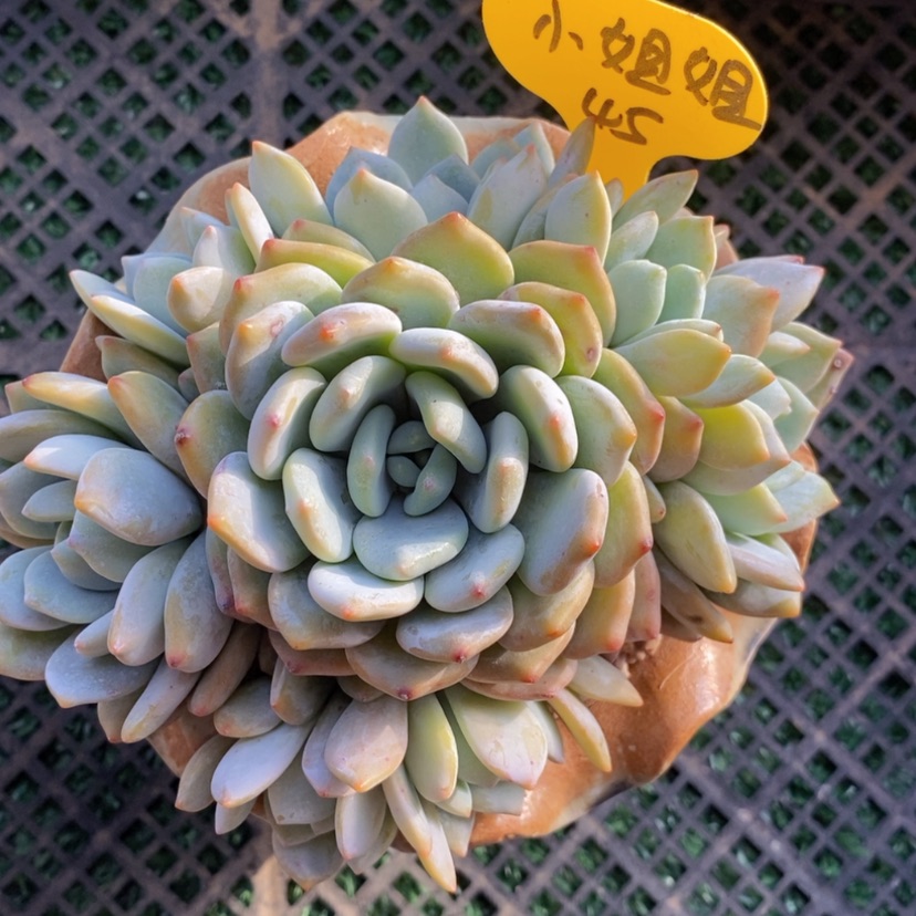 【闪购商品】小*姐冷香