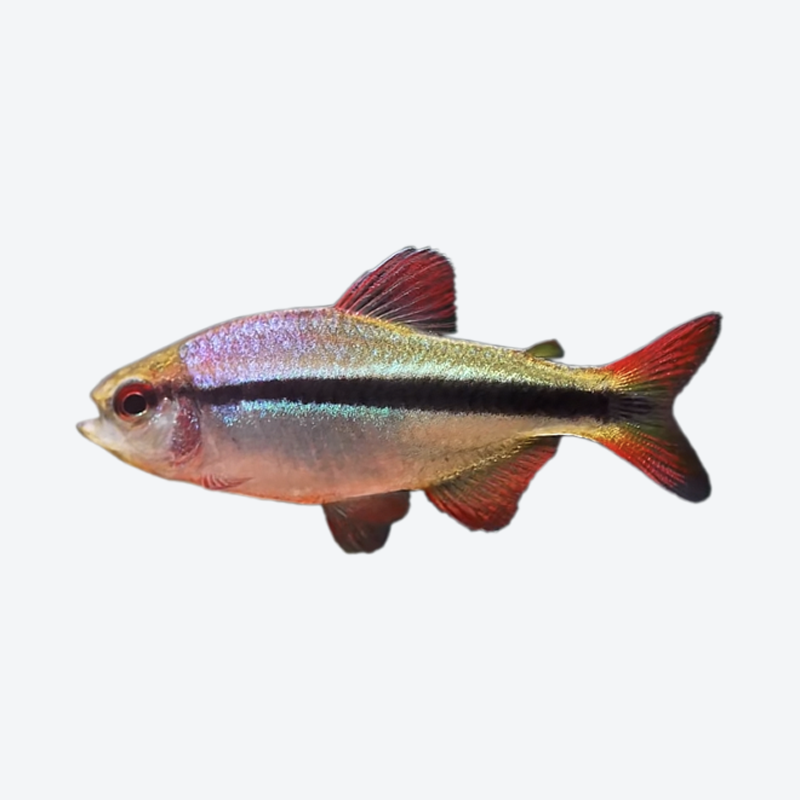 皇室青魔鬼南美灯科鱼群游鱼包邮