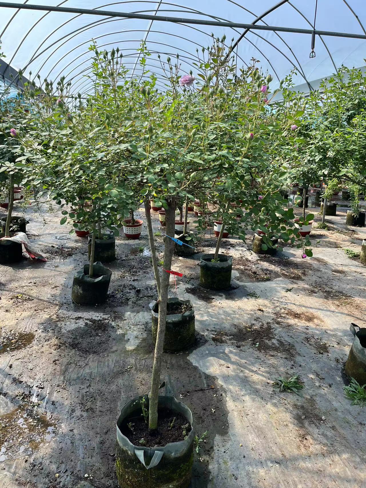 高杆树桩月季庭院花卉耐热耐寒单色多色直播间一物一拍