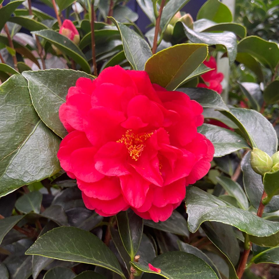 四季茶花夏日七星耐热耐寒四季开花