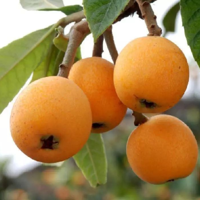 云南枇杷特大果