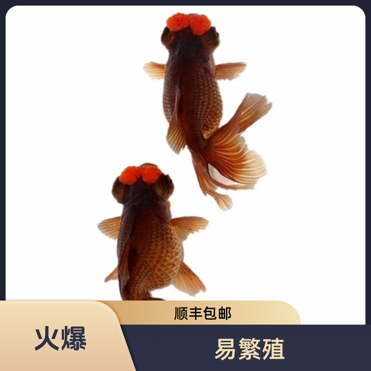 精品龙睛绒球金鱼冷水鱼观赏鱼顺丰包邮包活包损到家金鱼观赏鱼