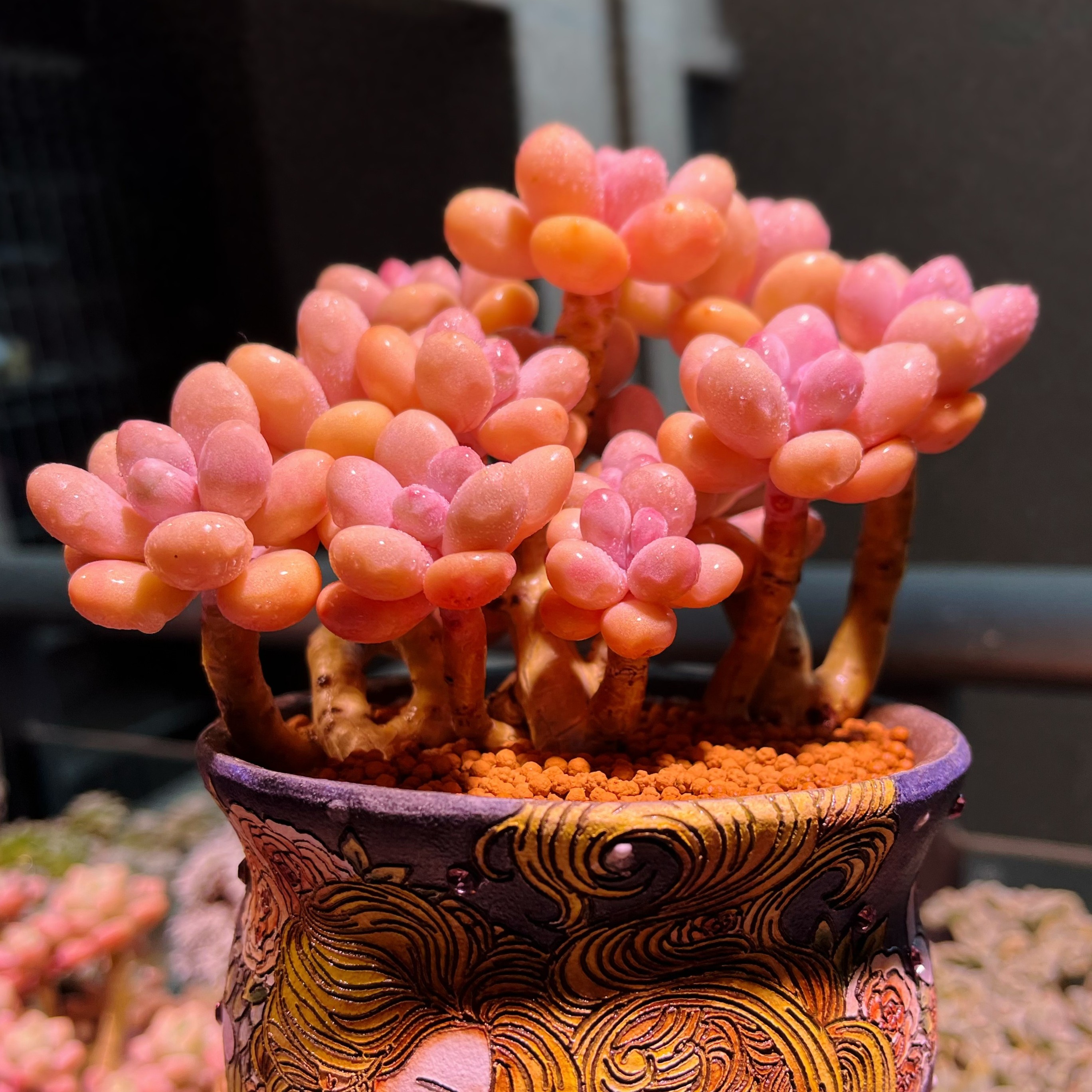 多肉老桩缀化网红缀桃蛋多肉植物多肉盆栽精美控养裸根发货直径