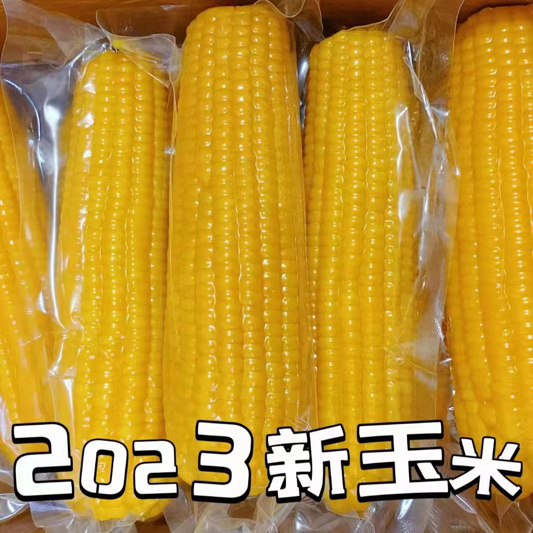 【10棒】东北糯玉米黄糯玉米真空包装黏糯玉米低脂代餐粗粮糯玉米