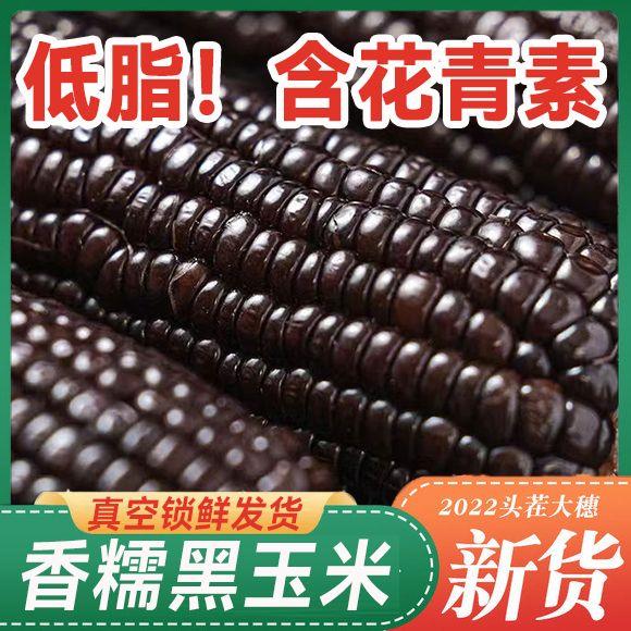 【专属】2023年新摘玉米 东北黑玉米8支 无添加 2000克/箱