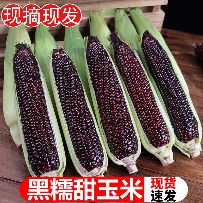 山西种植新鲜蔬菜精选黑糯玉米黏棒子甜糯好吃苞米紫黏代健康早餐