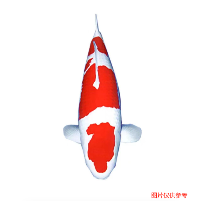 22-25公分当岁锦鲤红白大正品质保证锦鲤鱼精品