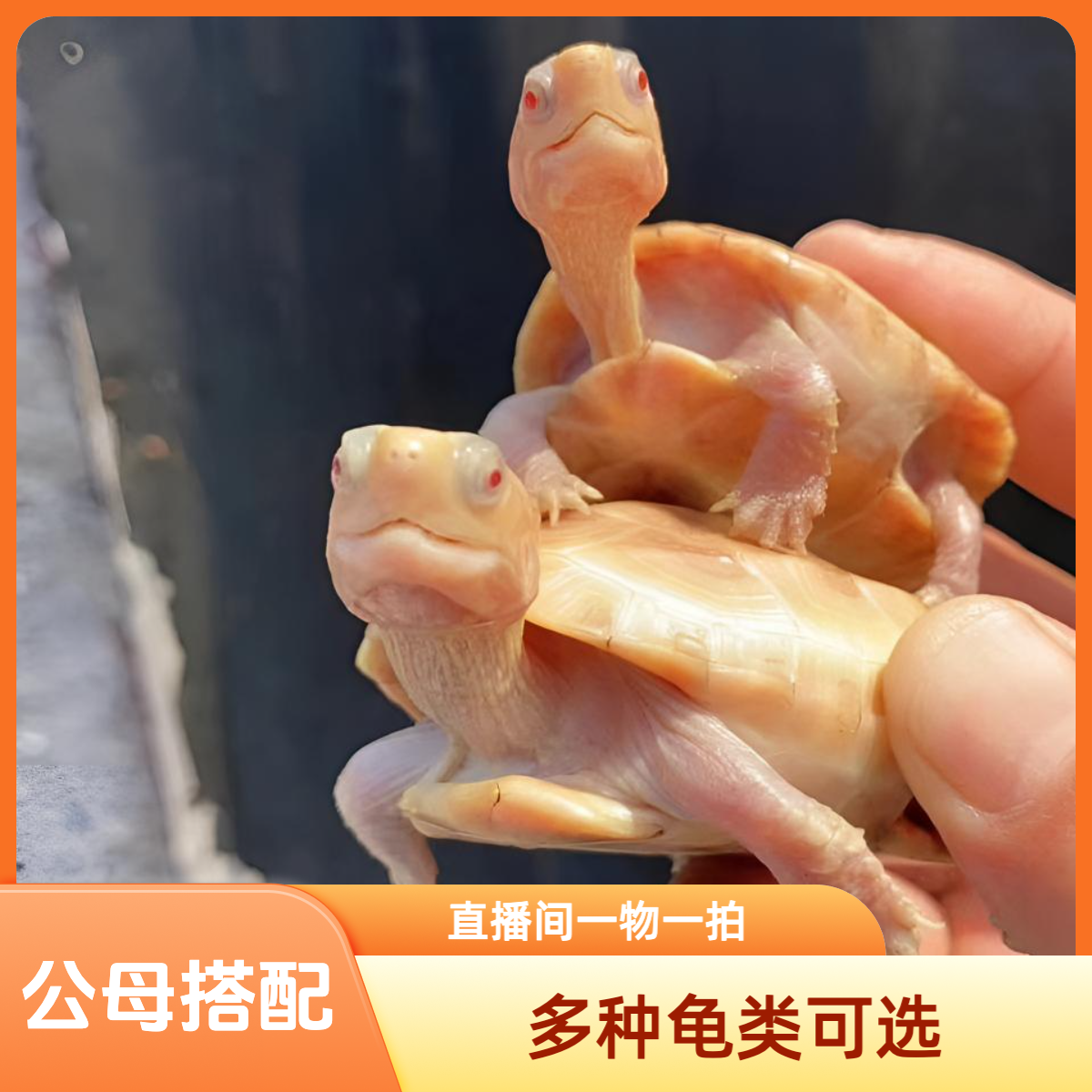 直播间一物一拍专拍链接严谨乱拍墨龟巴西龟珍珠龟活体宠物