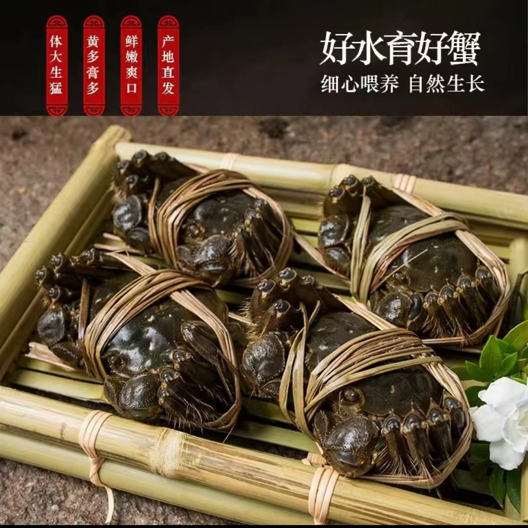 活蟹洪泽湖大闸蟹全母2.3-2.1两 买8只送2只顺丰包邮 