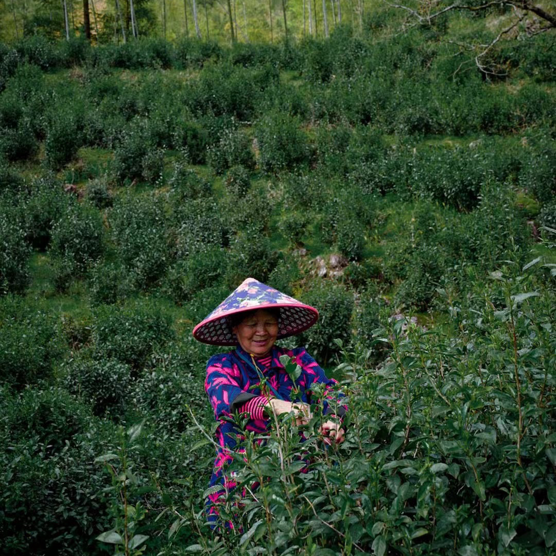 大宇家茶 红茶组合