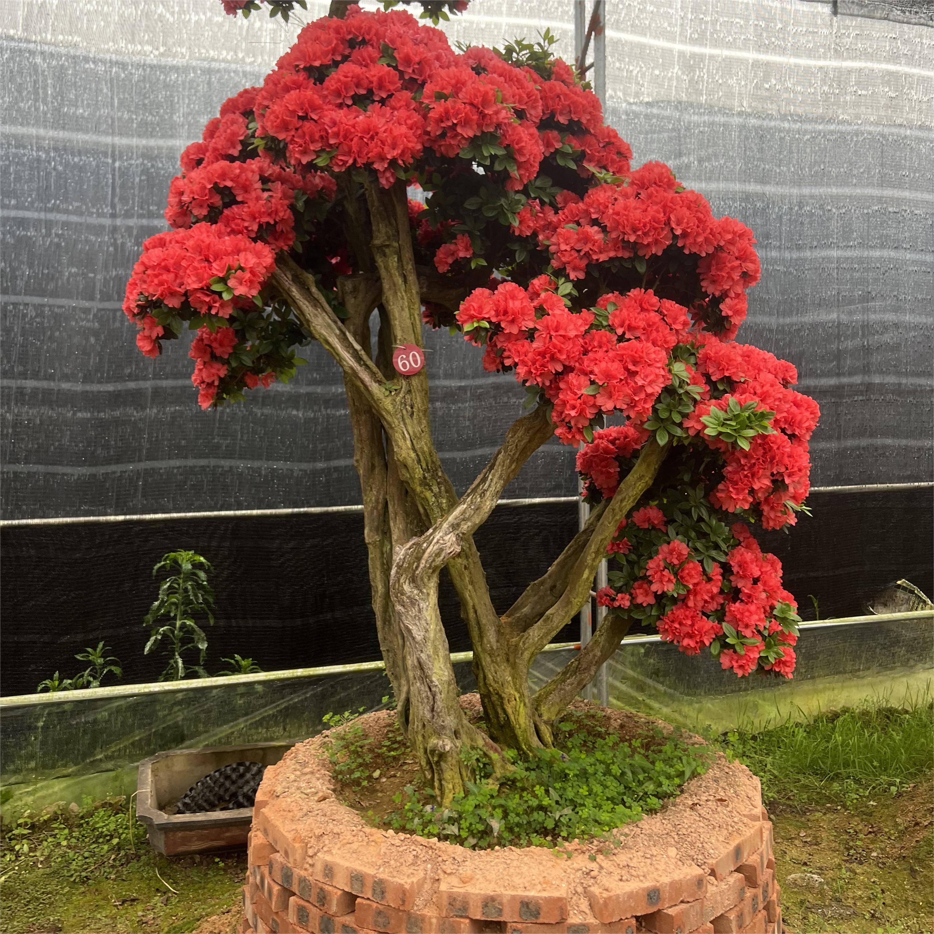 溪畔杜鹃老桩嫁接耐寒耐热盆栽地栽（不包邮）杜鹃花开放春季冬季