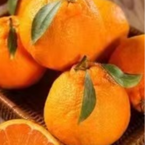春见粑粑甘一箱4.8斤左右