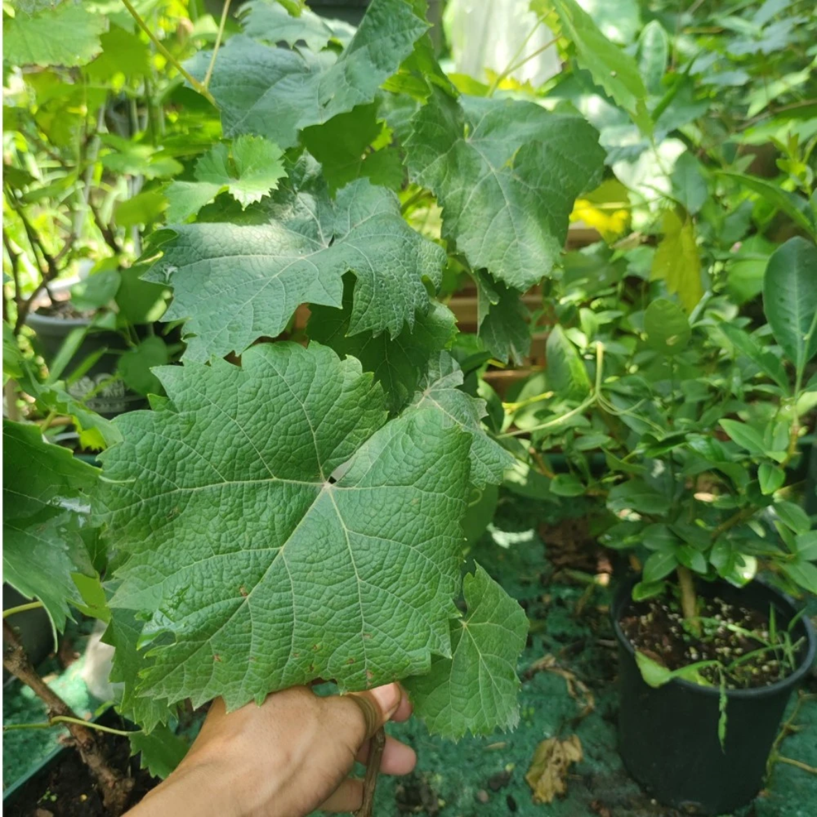 语凝的花园 传统葡萄苗阳光玫瑰葡萄盆栽果树寒香蜜葡萄