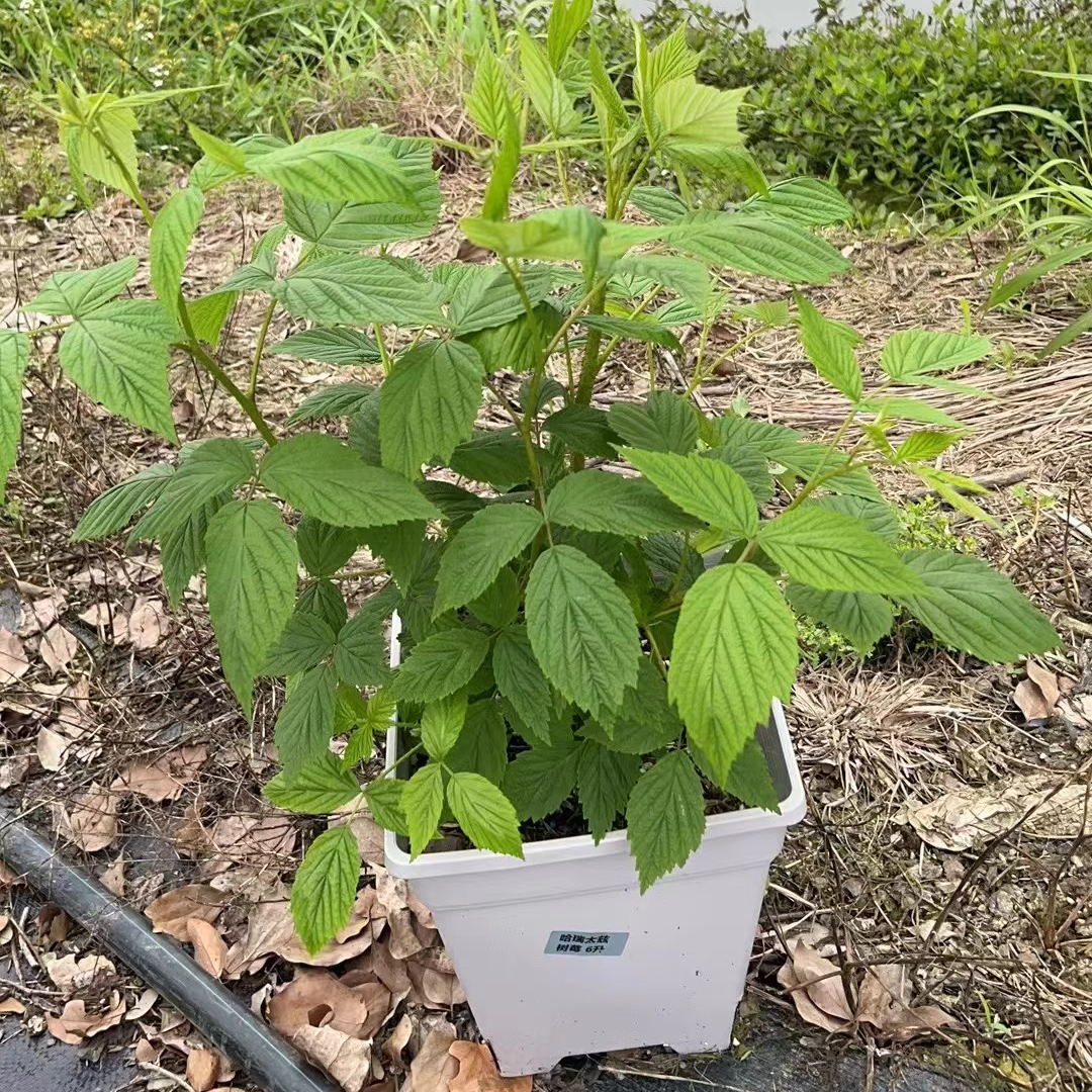 语凝的花园 红树莓波尔卡金秋黑莓双季水果树苗地栽盆栽阳台