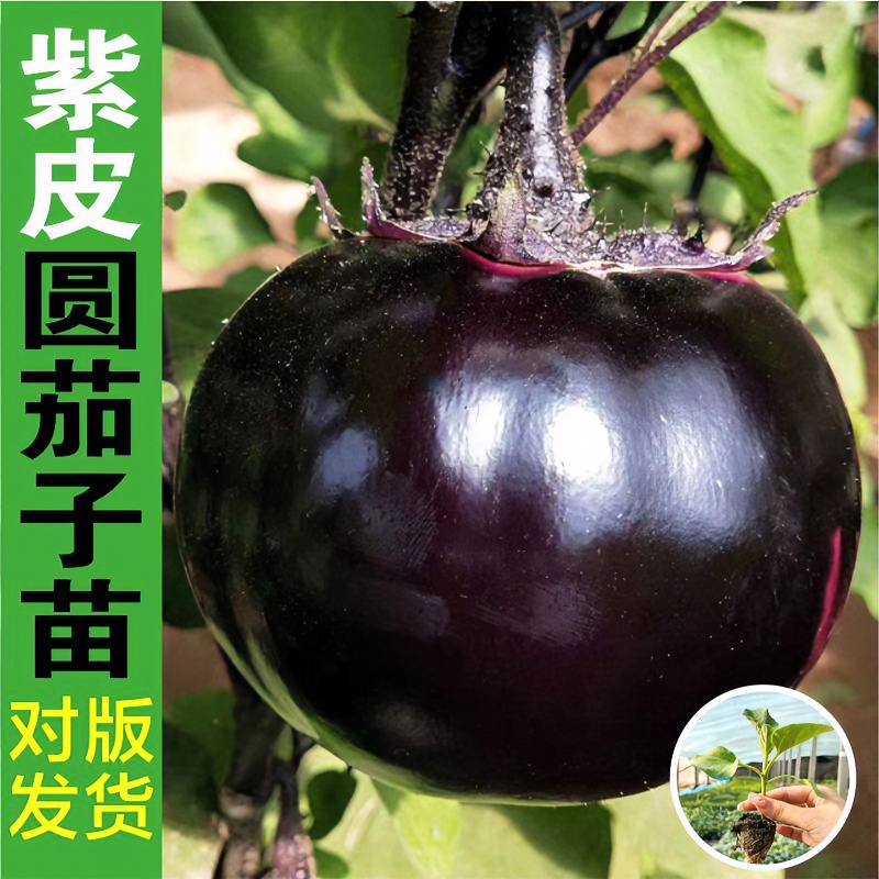 大圆茄种子黑紫色茄子种子早熟大面积种植 蔬菜种子春播大龙长茄