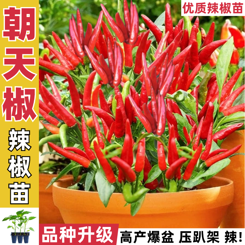 特辣朝天椒苗带土秧苗小辣椒苗四季指天椒小米椒小米辣椒盆栽种子