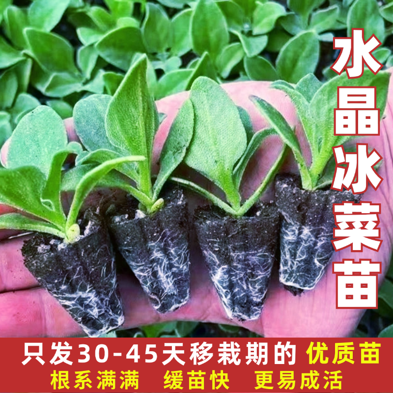 四季水晶冰菜秧苗冰菜苗幼苗春秋自带冰晶冰草苗大苗种子北方盆栽