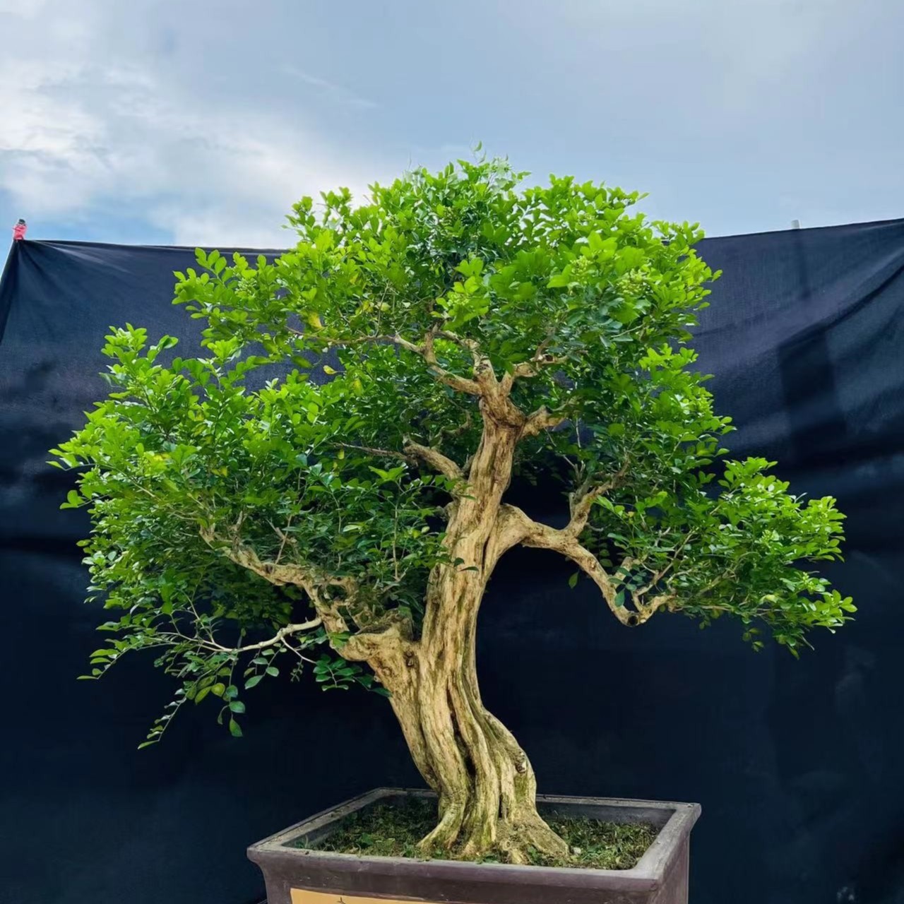 九里香盆景一物一拍2