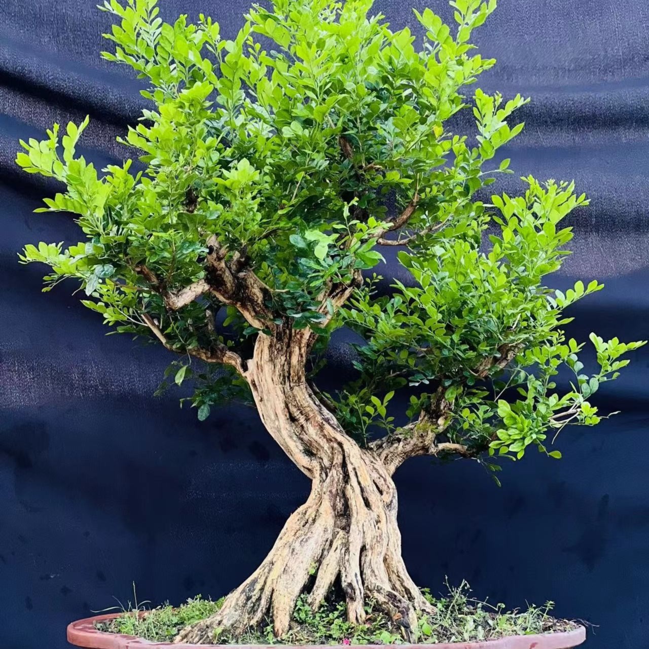 九里香盆景一物一拍3