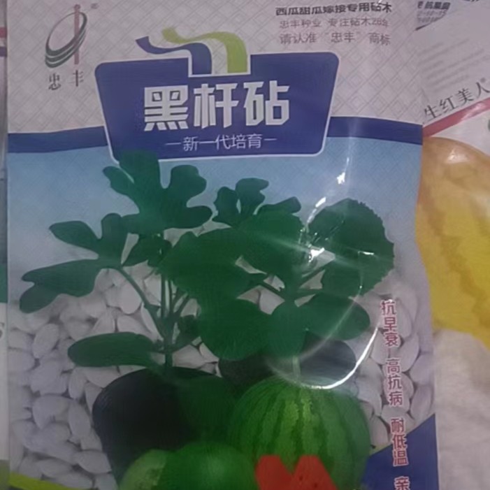 黑根钻木嫁接南瓜子3袋1500粒