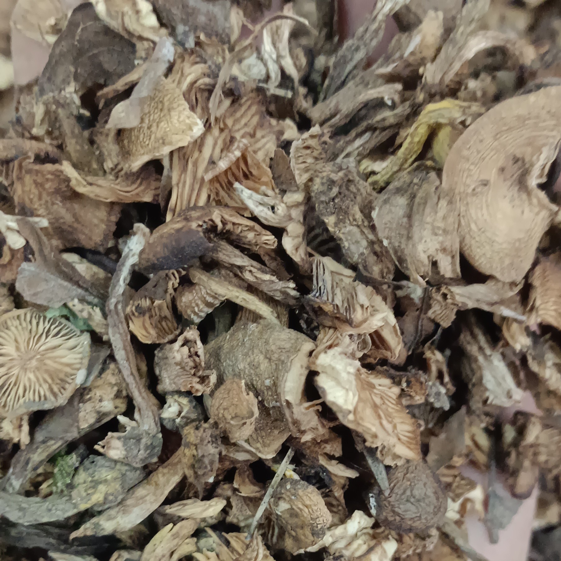 东北野生特产榛蘑碎片500克包邮
