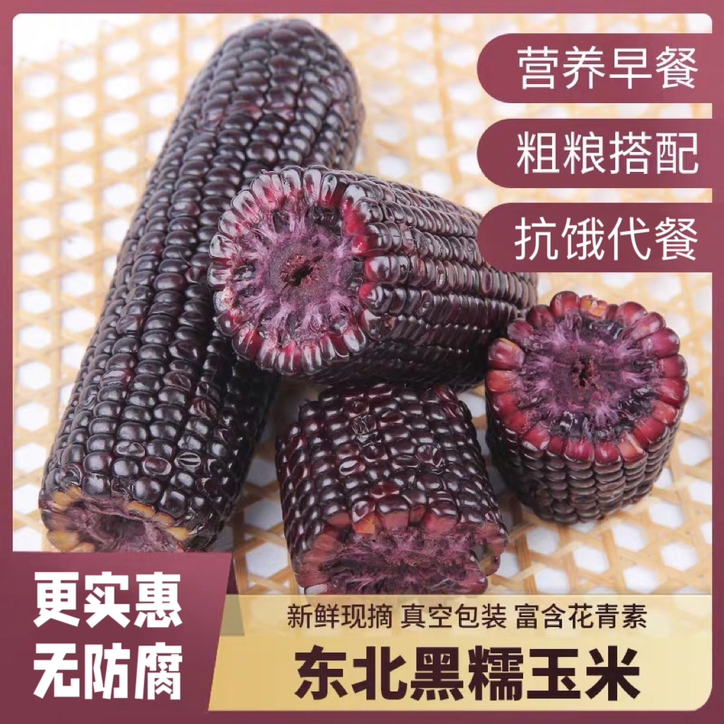 东北黑糯玉米真空包装香甜软糯玉米棒早餐粗粮2024非即食粘苞米