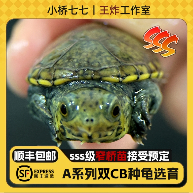 精品窄桥蛋龟全品苗(一龟一价)双CB种龟后代可视频挑选窄桥