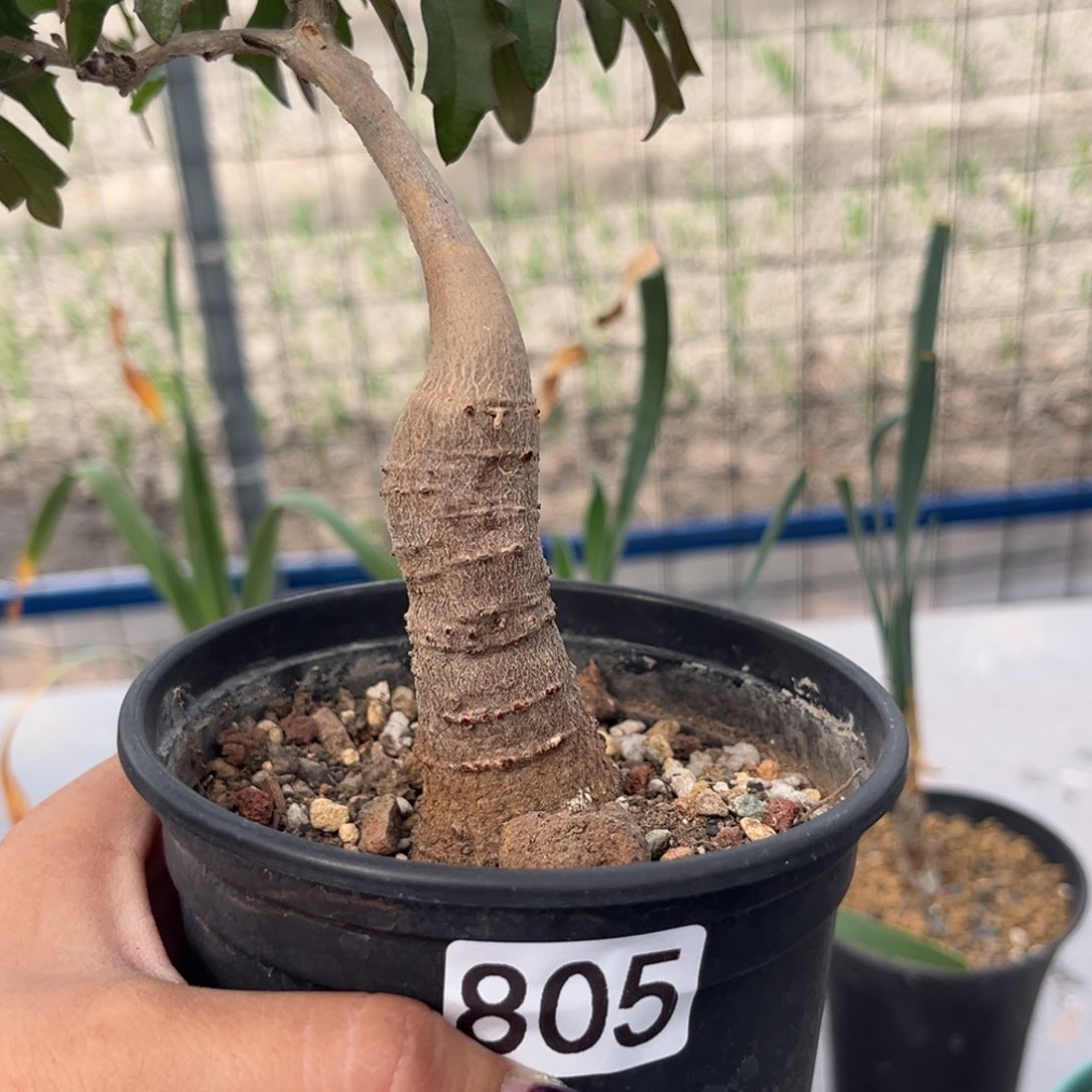 用****2垂直葡萄翁