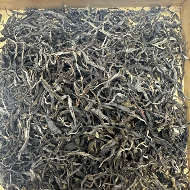 【冰岛老寨64号】2024年古树头春（100克散茶）古树稀缺200-300年古树