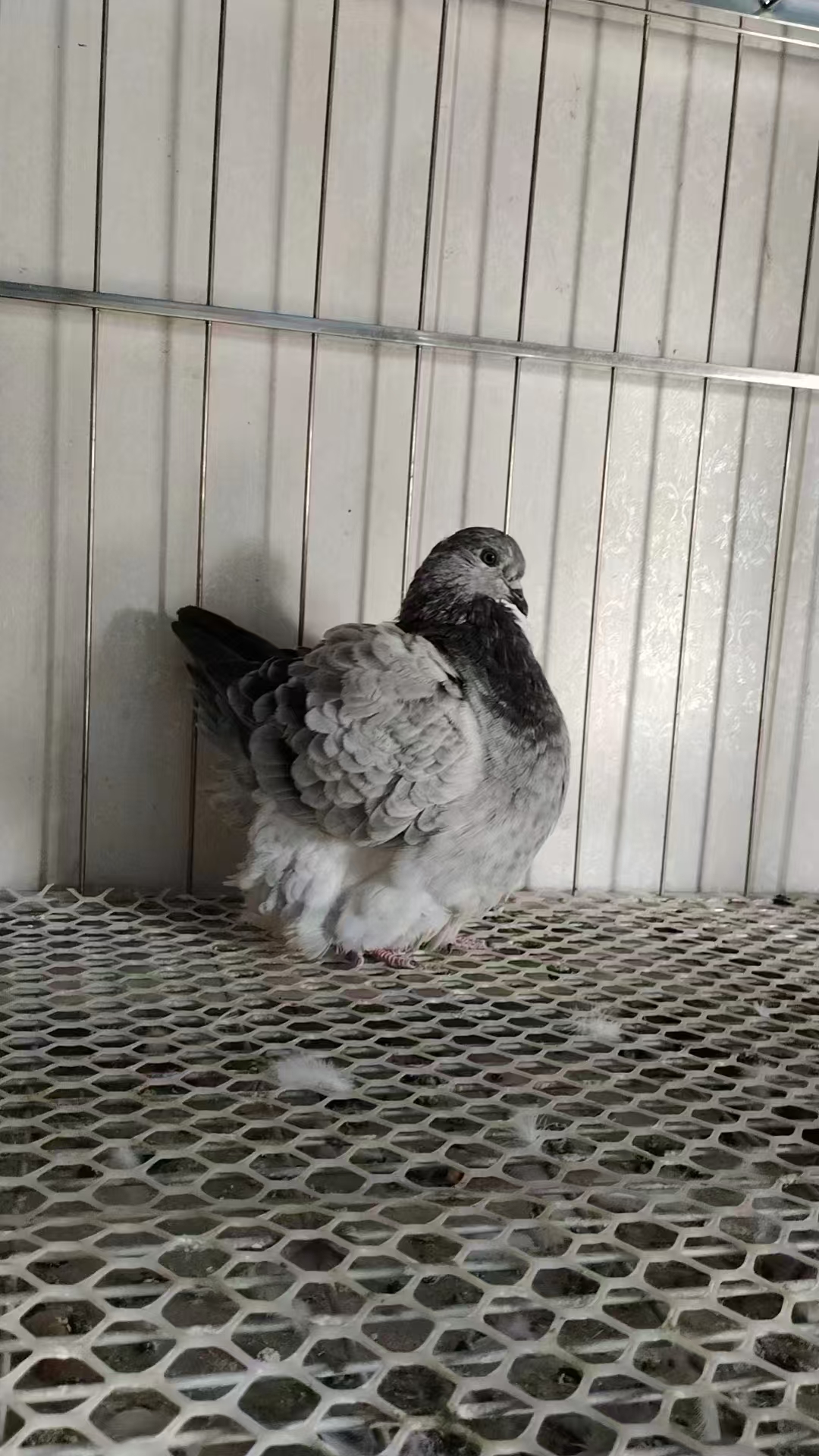 梦谭，圆环，元宝等观赏鸽，一物一拍改价链接