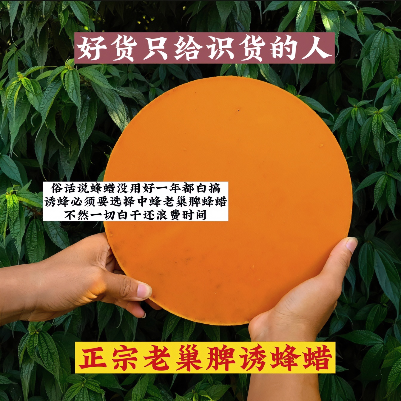 老巢脾诱蜂蜡 正宗蜂蜡  户外诱蜂蜡 天然清香