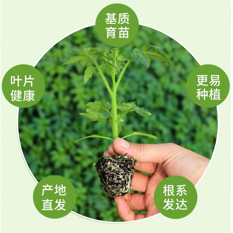 （水果小柿子苗）小番茄西红柿苗秧水果糖度高四季阳台盆栽包邮