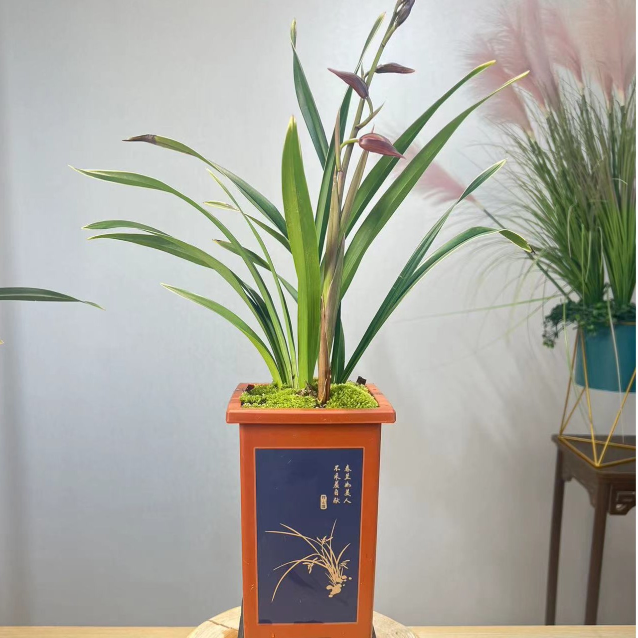 墨兰紫霞仙子国风彩绘盆办公室茶桌室内高端花卉盆栽绿植阳台